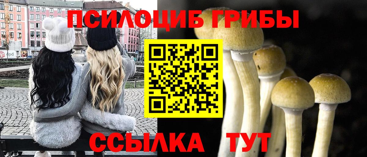 Галлюциногенные грибы Psilocybe  Вход с VPN  Будённовск 